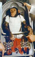 Chimp Astronaut Image